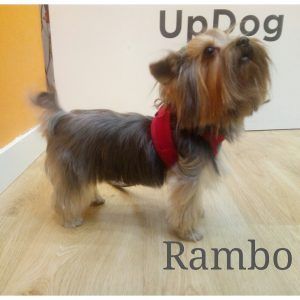 Rambo muy guapo después de su sesión de peluquería canina en UpDog Madrid