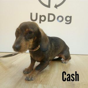 Cash se baña en UpDog Madrid Chamberí