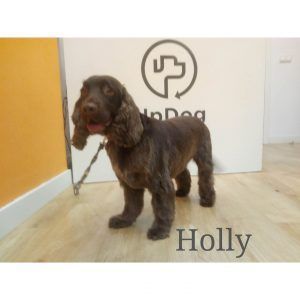 Holly muy guapa después de su sesión de peluquería canina en UpDog Chamberí