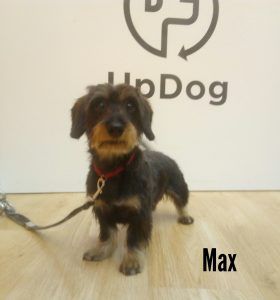 Max se corta el pelo en UpDog peluquería canina Madrid