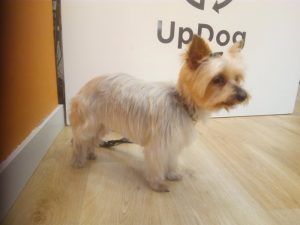 Peluquería canina para Nina en UpDog Madrid Chamberí