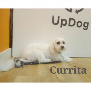 Currita en su visita mensual a la peluquería canina Madrid