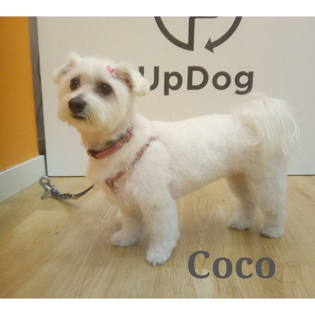 Coco luce corte de pelo en peluquería canina Madrid UpDog