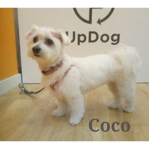 Coco luce corte de pelo en peluquería canina Madrid UpDog