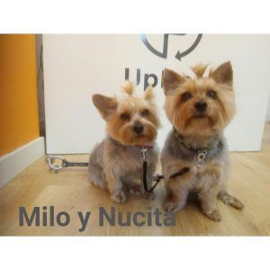 Milo y Nucita en su visita mensual a la peluquería canina UpDog Madrid Chamberí