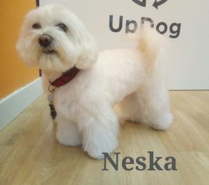 Neska se pone guapa en la peluquería de perros UpDog Chamberí Madrid