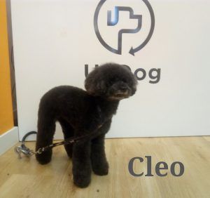 Cleo luce su corte de pelo en UpDog Madrid Chamberí