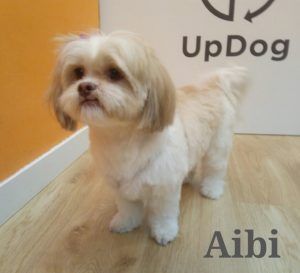 Aibi muy guapa después de su primera visita a la peluquería UpDog Chamberi Madrid.
