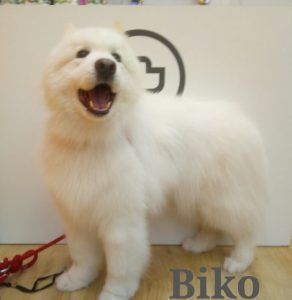Biko luce su pelo después de su visita a la peluquería canina UpDog Chamberí Madrid