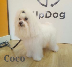Coco en su visita mensual a la peluquería UpDog Madrid Chamberí.