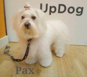 Pax en su visita mensual a la peluquería de perros UpDog