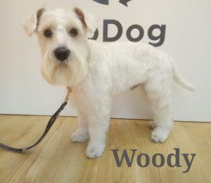 Woody muy guapo después de su sesión de peluquería en UpDog Madrid.
