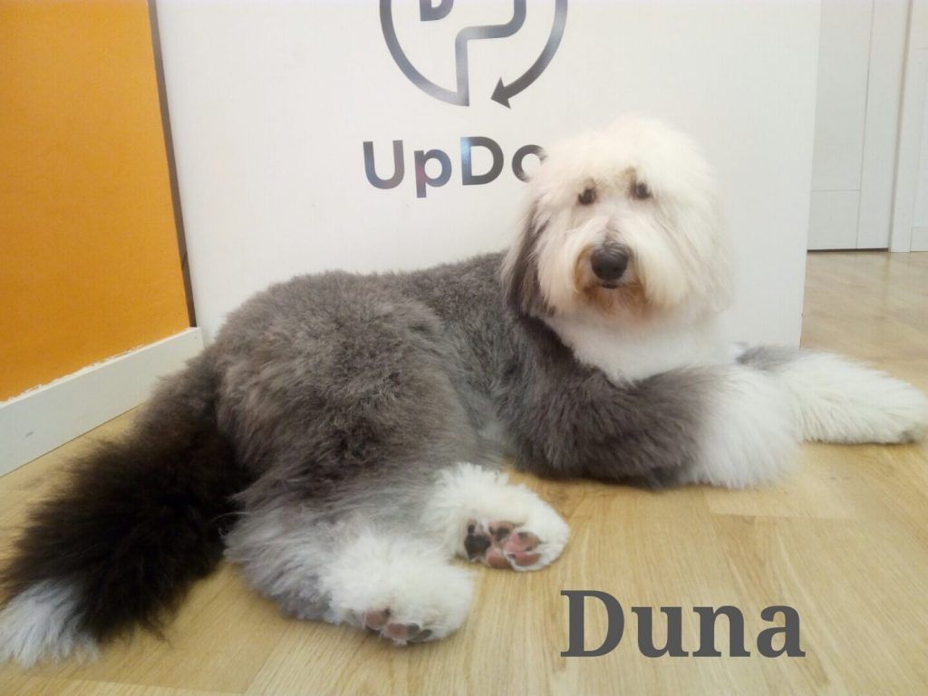 Visita de Duna a UpDog Chamberí Madrid para ponerse guapa