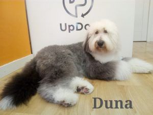Visita de Duna a UpDog Chamberí Madrid para ponerse guapa