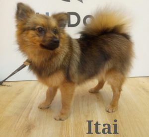Itai muy guapa después de su primera visita a la peluquería UpDog Chamberi Madrid.