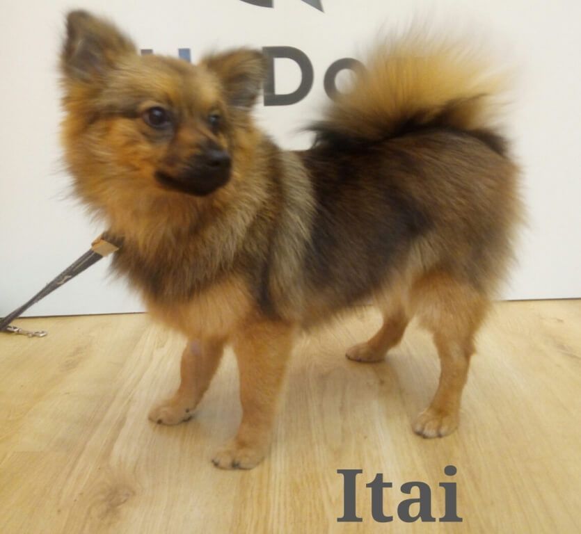 Itai muy guapa después de su primera visita a la peluquería UpDog Chamberi Madrid.