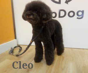 Peluquería canina para Cleo en UpDog Chamberí Madrid