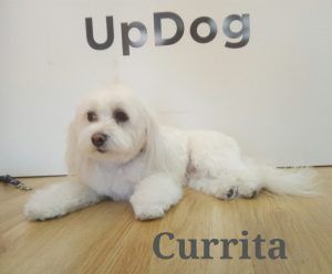 Visita de Currita a UpDog Madrid Chamberí para ponerse guapa