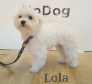Lola muy guapa después de su primera visita a la peluquería UpDog Chamberi Madrid.