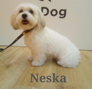 Peluquería canina para Neska en UpDog Madrid Chamberí