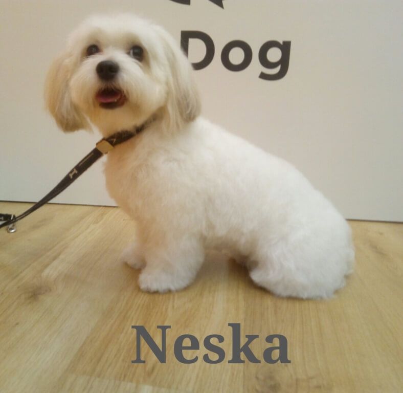 Peluquería canina para Neska en UpDog Madrid Chamberí