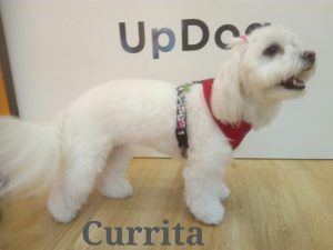 Currita en su visita mensual a la peluquería de perros UpDog Chamberí Madrid.