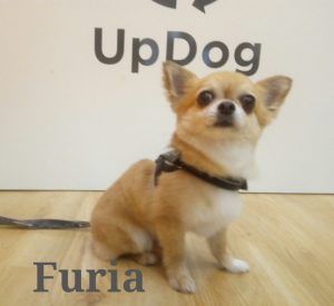 Estética canina para Furia en UpDog Chamberí Madrid