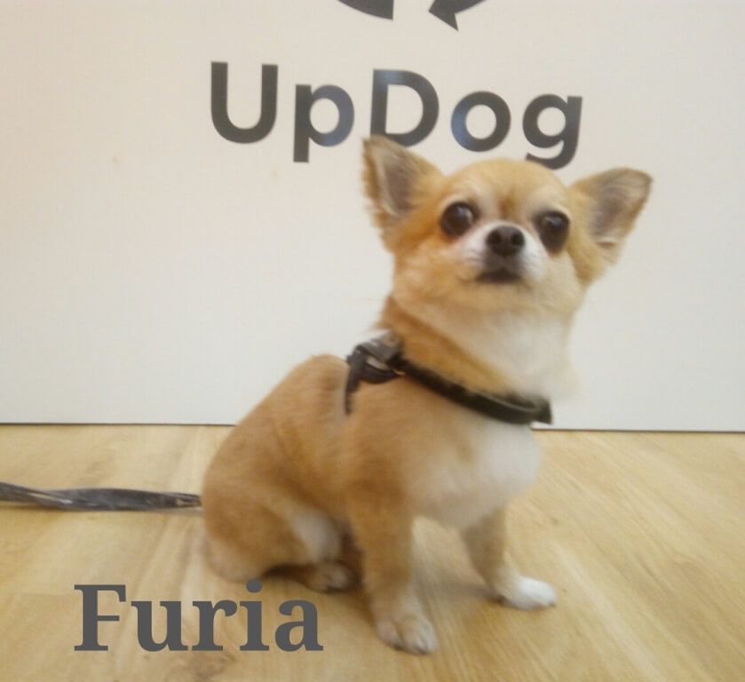 Estética canina para Furia en UpDog Chamberí Madrid