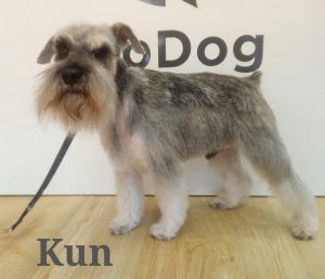 Visita de KUN a UpDog Chamberí Madrid para su corte de stripping