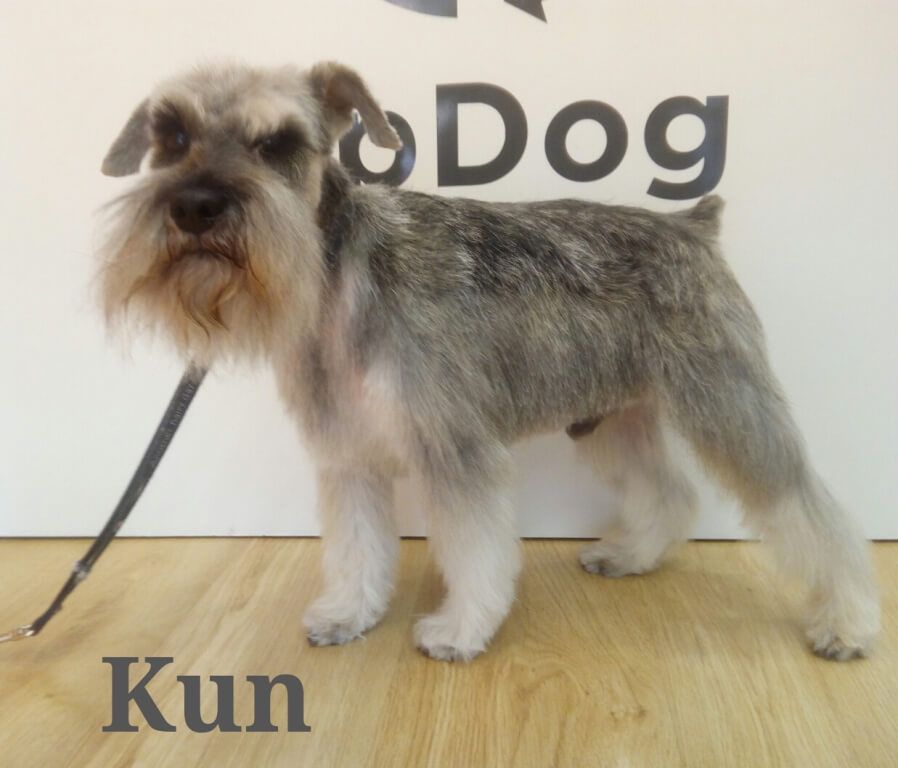 Visita de KUN a UpDog Chamberí Madrid para su corte de stripping