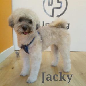 Visita de Jacky a UpDog Madrid Chamberí para ponerse guapo