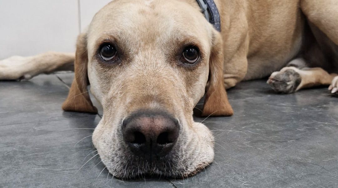 curiosidades de los perros