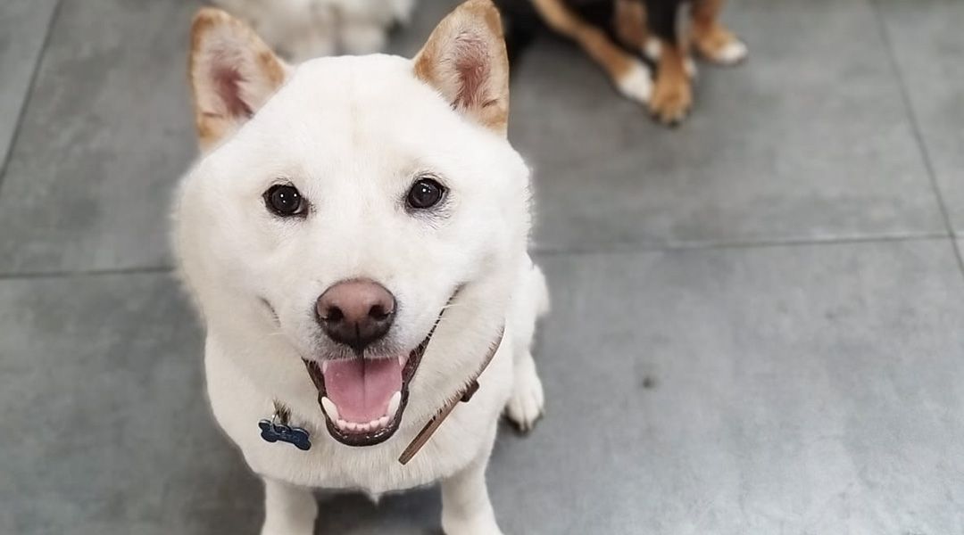 limpieza dental para perros