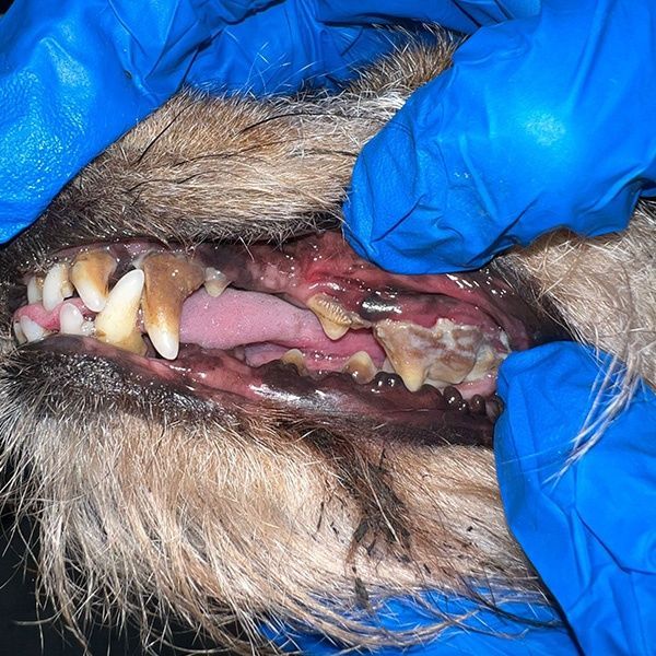 limpieza dental para perros antes