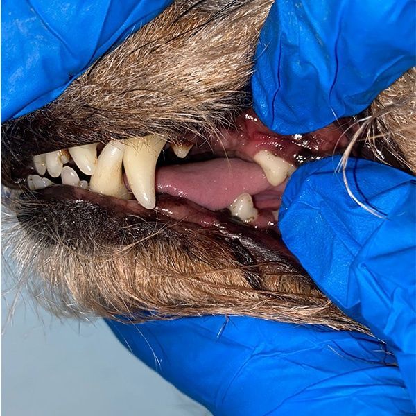 limpieza dental para perros después