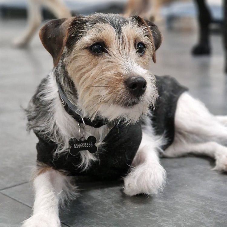 curiosidades de los perros