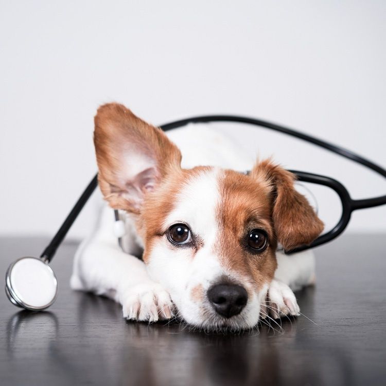 veterinario