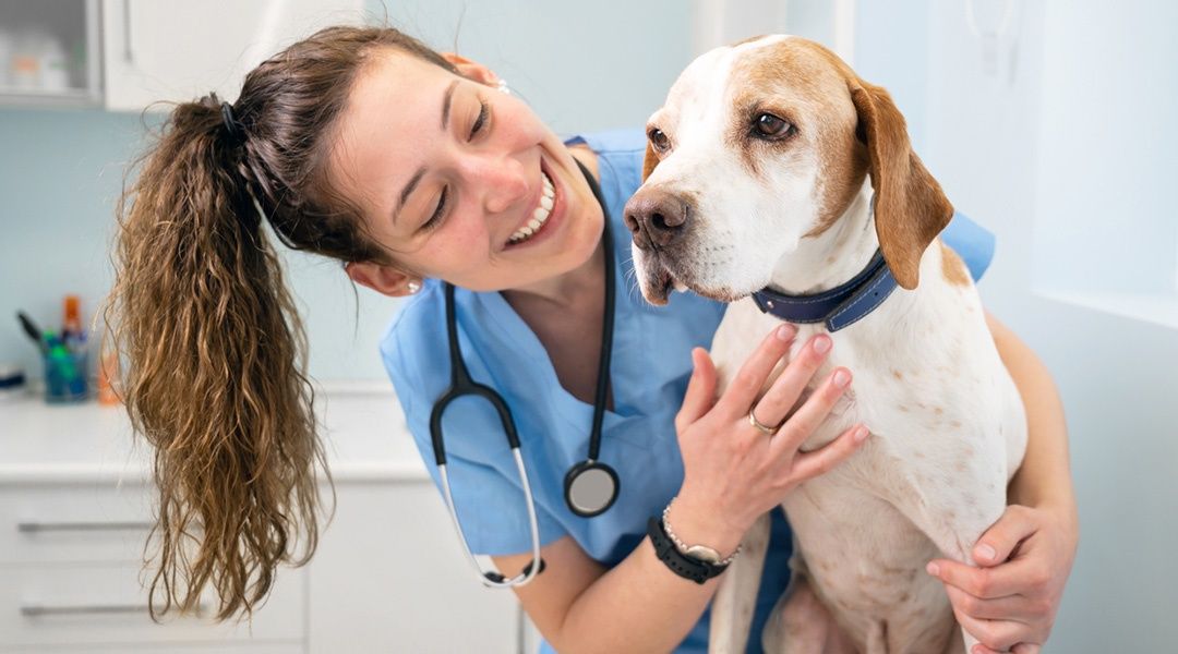veterinario