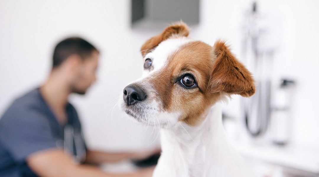 veterinario