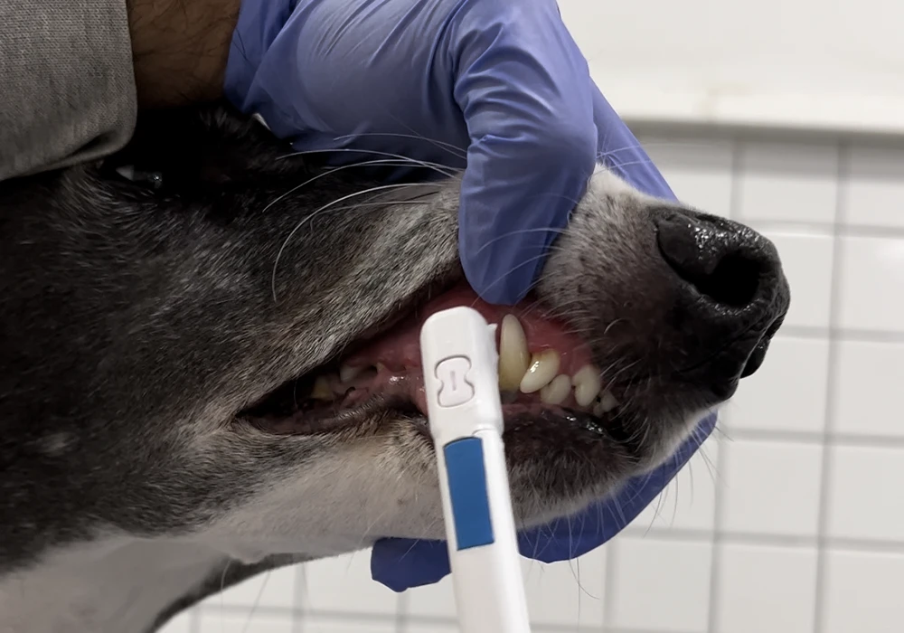 limpieza dental perros