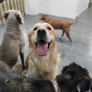 Beneficios Guardería Canina