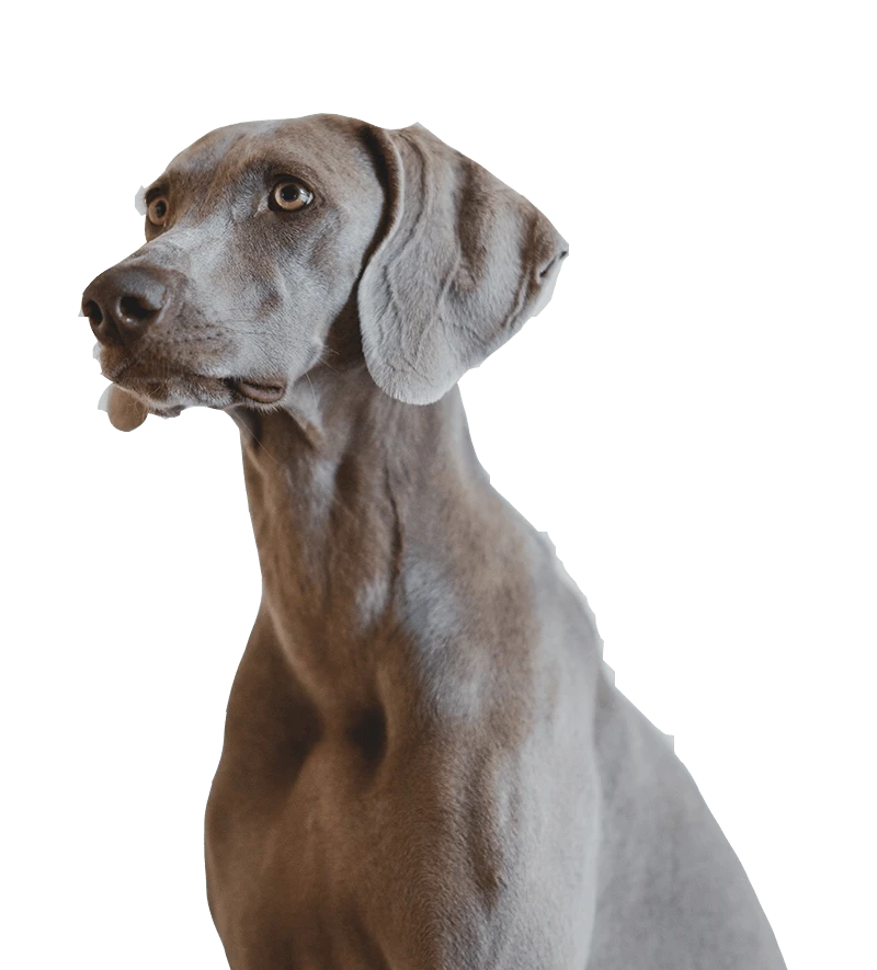 guarderia-peluqueria-canina-madrid-updog
