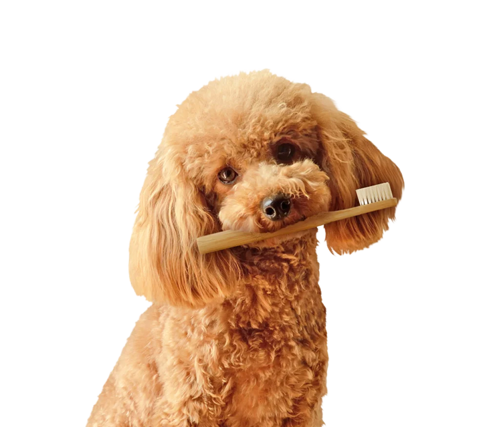 limpieza dental para perros madrid