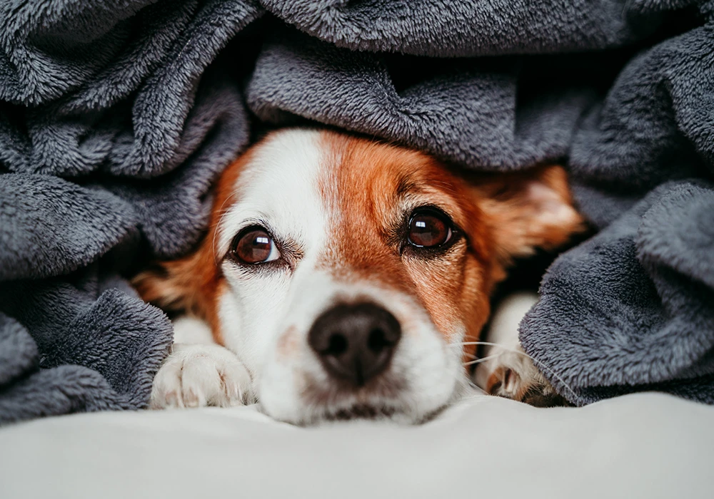 perro invierno