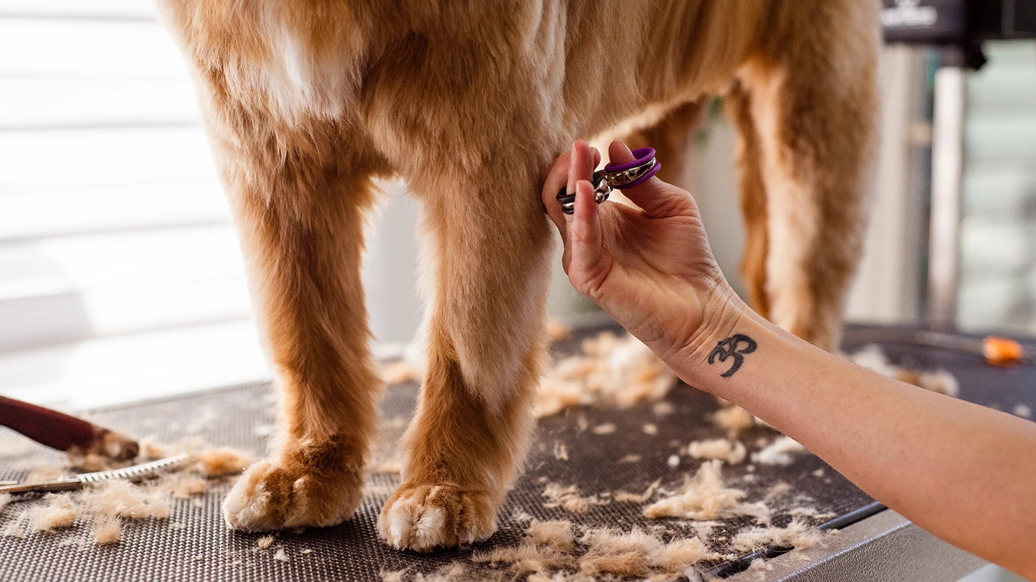 Peluqueria canina Madrid