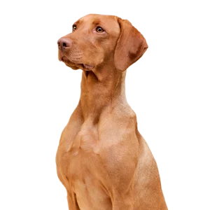 PeluqueriaGuarderiaCaninaMadridUpDog
