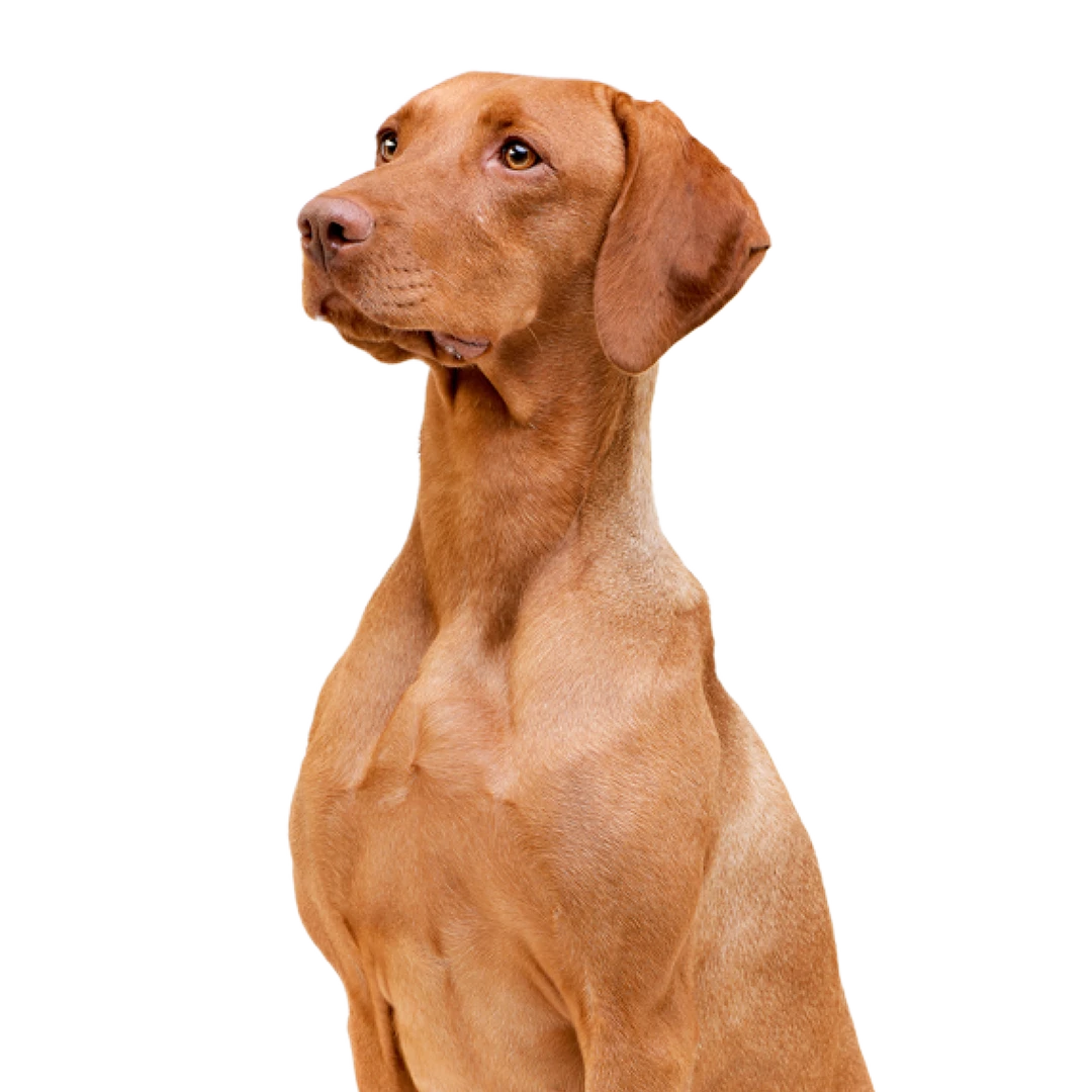 PeluqueriaGuarderiaCaninaMadridUpDog