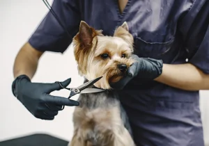 mitos peluquería canina