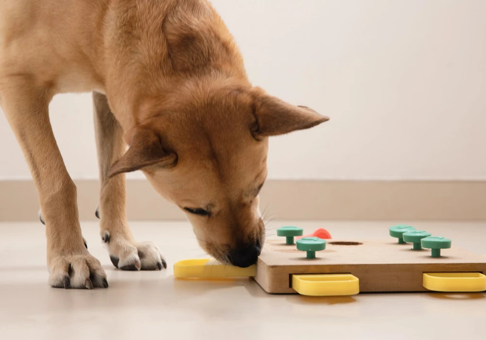 Juegos de olfato perros