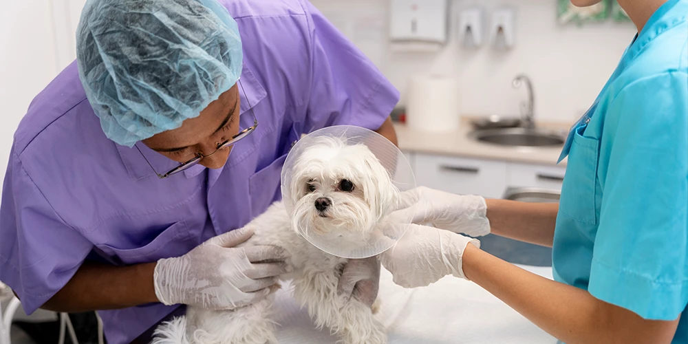 medicina general veterinario